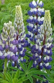 Люпин Говернор (Lupinus ‘The Governor’)