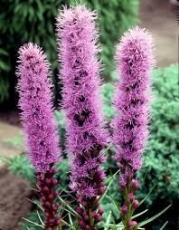 Лиатрис колосковый Флористен Виолетт  (Liatris spicata Floristan Violett)