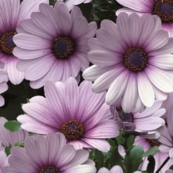 Остеосперум Cape Daisy Purple Illumination