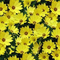 Остеосперум Cape Daisy Yellow Halo